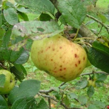 Reinette d'Angleterre