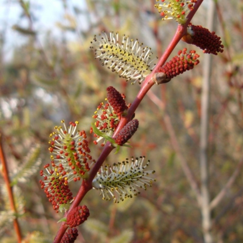 Osier pourpre - Salix purpurea daphnoides