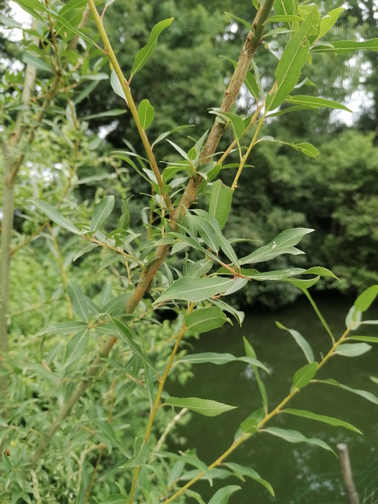 Osier brun - Salix triandra