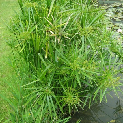 Papyrus  - Cyperus alternifolius