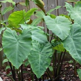 Colocasia - Colocasia esculenta