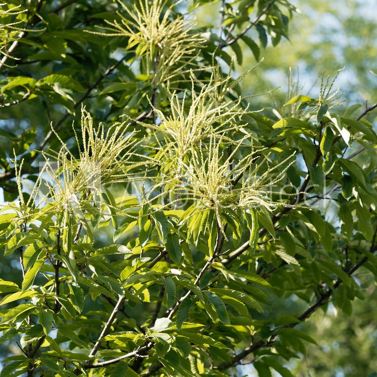 Châtaignier commun - castanea sativa