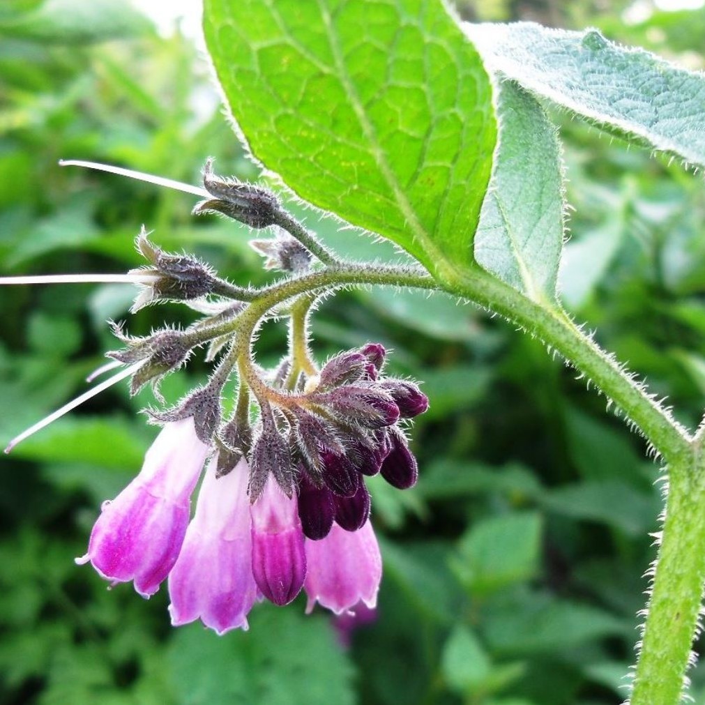 Consoude de Russie - Symphytum x uplandicum