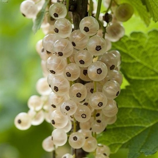 Versaillaise blanche