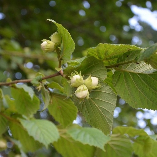 Noisetier Merveille de Bollwiller