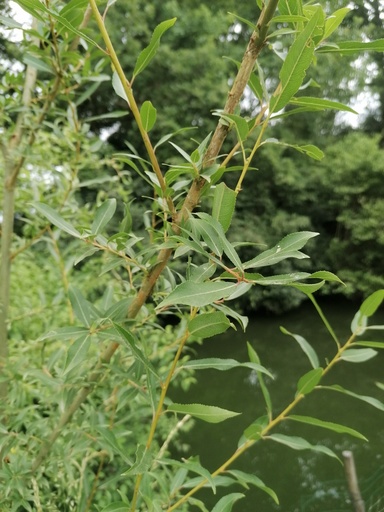 Osier brun - Salix triandra