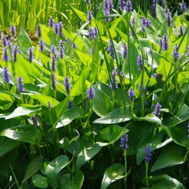 Pondérie - Pontederia cordata