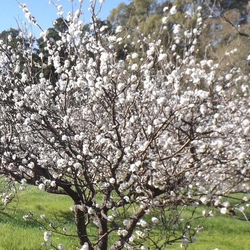 Abricotier - prunus armeniaca