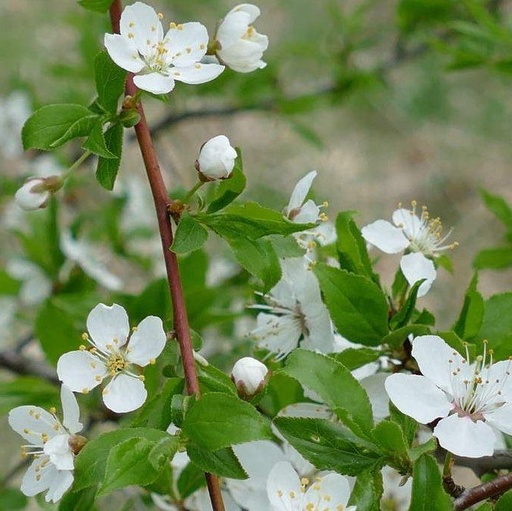 Prunier mirobolan - Prunus cerasifera myrobolana
