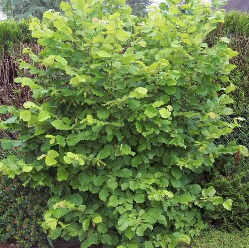 Noisetier - corylus avellana