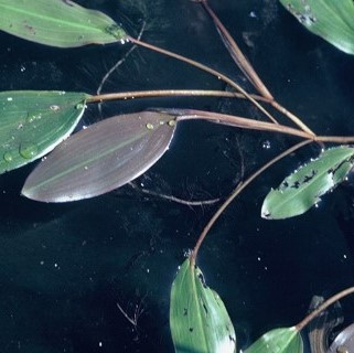 Potamot de ziz - Potamogeton zizii