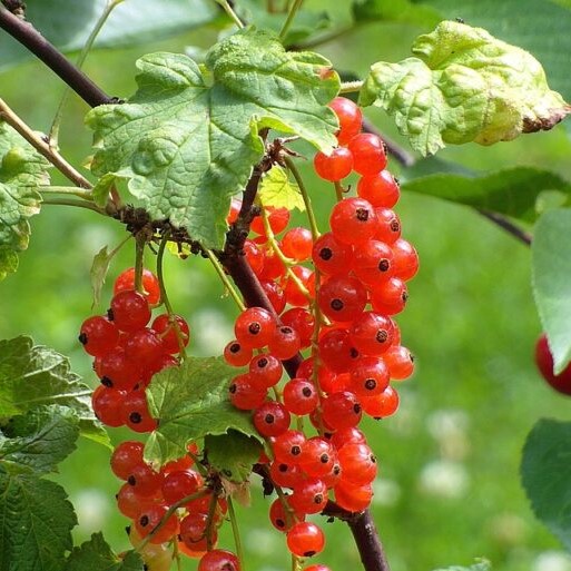 Red Lacke
