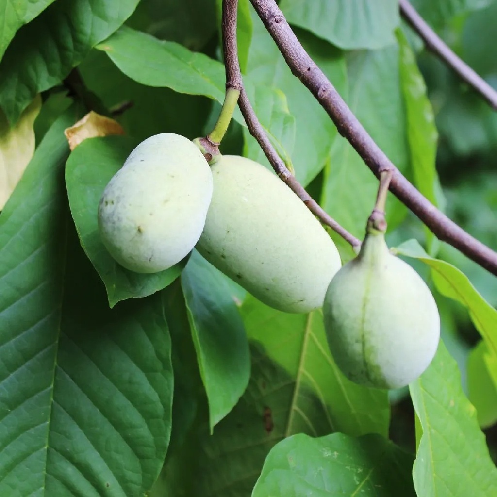 Asiminier - Asimina triloba