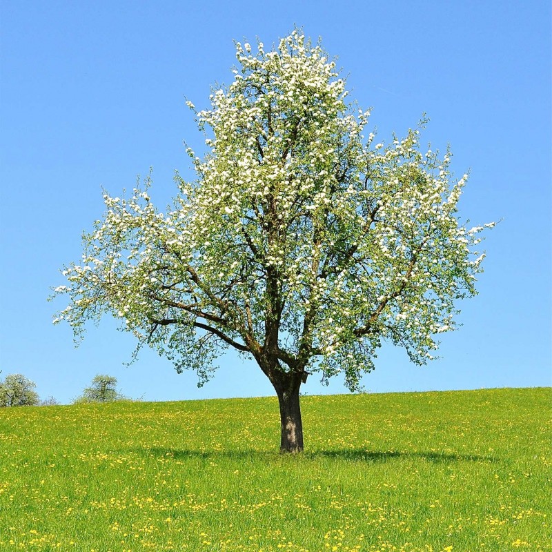 Pommier - malus communis