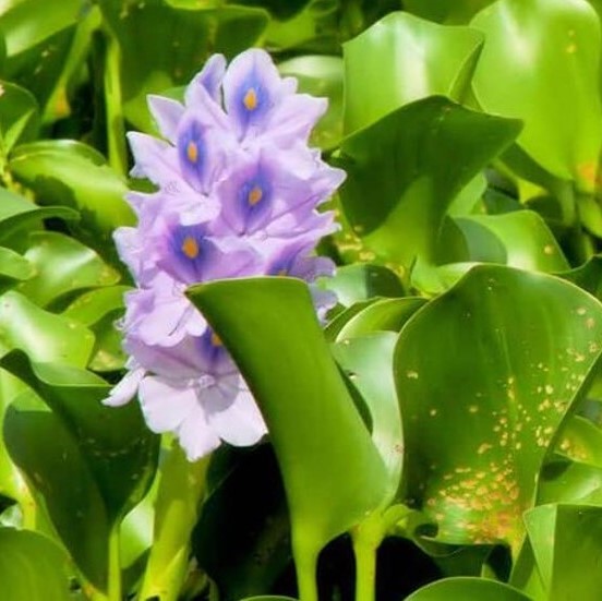 Jacinthe d'eau - Eichhornia crassipes