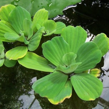 Laitue d’eau - Pistia stratiotes