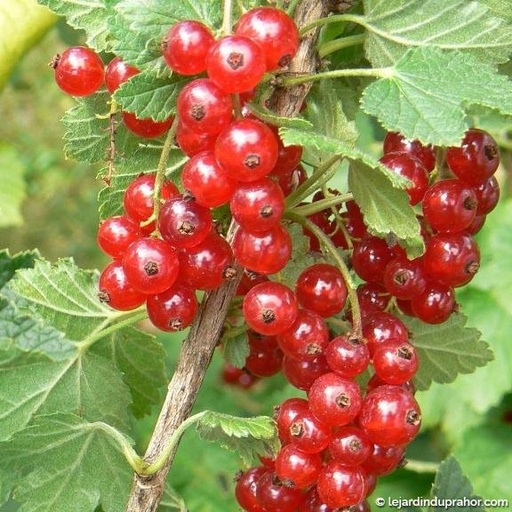 Versaillaise rouge