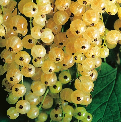 Blanca