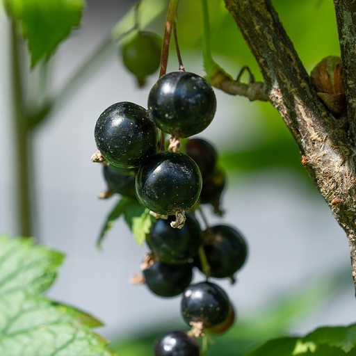 Noir de Bourgogne