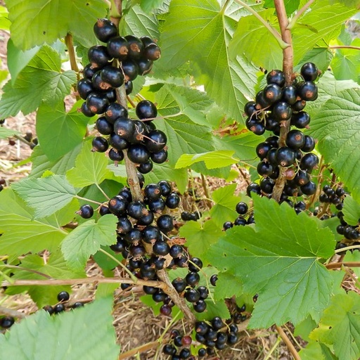 Bigrou
