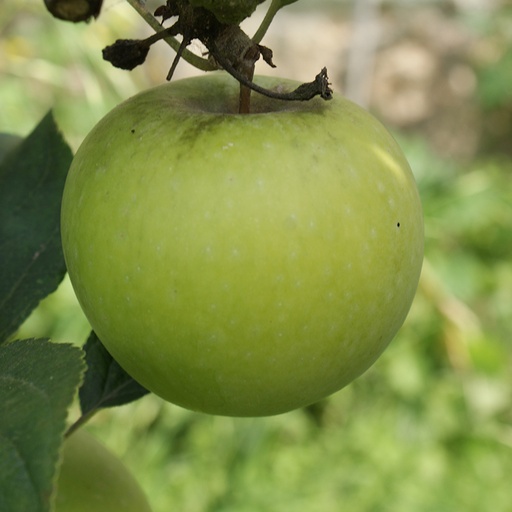 Reinette du Mans