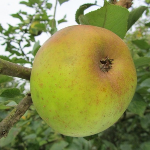 Reinette blanche du Canada