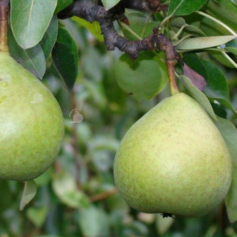 Citron