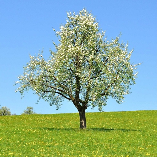 Pommier - malus communis